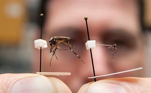 ΠΕ.ΣΥ.: Παρέμβαση Μερμίγκη για το πρόβλημα με τα κουνούπια και τις ακρίδες στην Αργολίδα
