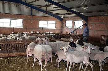 Τακτοποιούνται οι αυθαίρετες κτηνοτροφικές και σταυλικές εγκαταστάσεις
