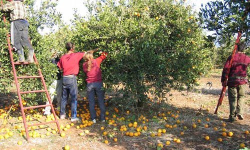 Αργολίδα: Αργοί ρυθμοί στις κοπές των Μέρλιν – Αβέβαιο μέλλον στην αγορά πορτοκαλιού