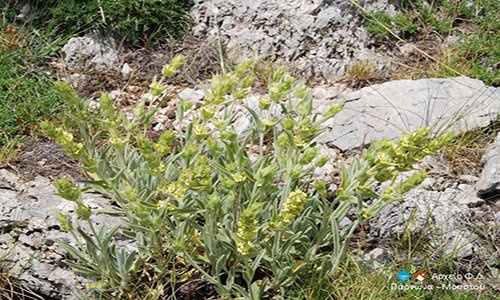 Μέτρα για την προστασία αρωματικών φυτών στην περιοχή Πάρνωνα-Μουστού