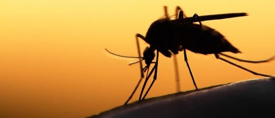 Σοβαρότατο το πρόβλημα με τα κουνούπια στον Δήμο Άργους – Μυκηνών