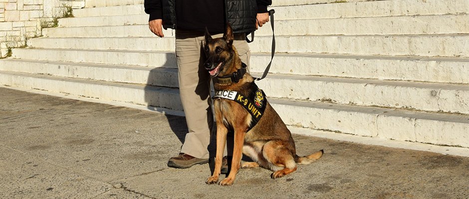Αστυνομικός σκύλος