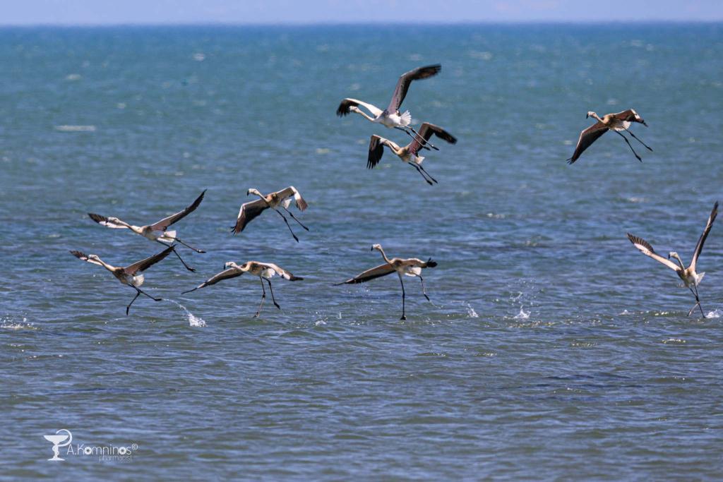 Αυτά τα πουλιά καταγράφηκαν στον υγρότοπο Ναυπλίου – Νέας Κίου