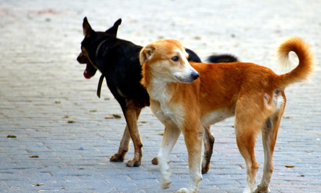 Όλο το δημοτικό συμβούλιο έψαχνε τα σκυλιά που έχασε ο μπόγιας