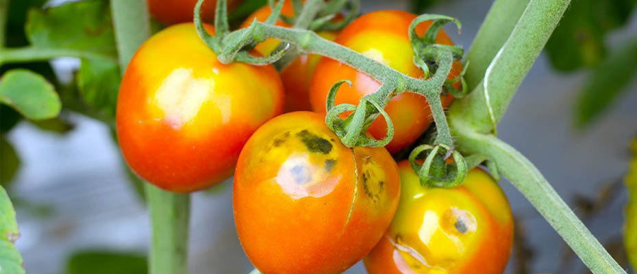 Eμφάνιση τoυ ιού της καστανής ρυτίδωσης σε ντομάτες στην Κορινθία