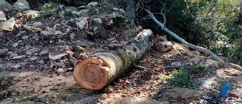 Καταγγελία για κοπή και κλοπή δέντρων από τον Πολιτιστικό Σύλλογο Γιαννουλεΐκων Κοκκινάδων Άγιος Γεώργιος