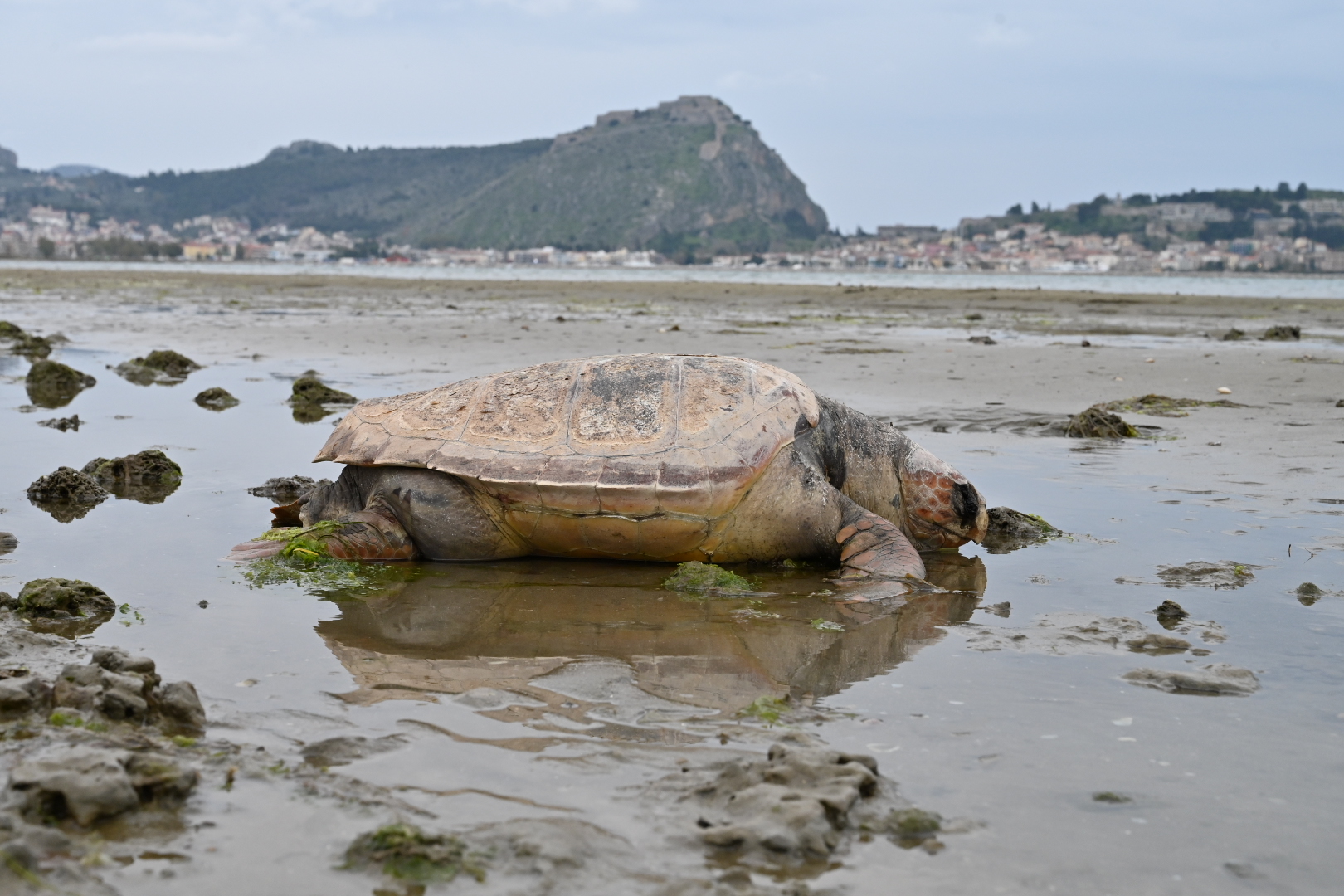 Ναύπλιο: Θλιβερές εικόνες στην Παραλιακή – Αποτροπιασμός με νεκρές θαλάσσιες χελώνες
