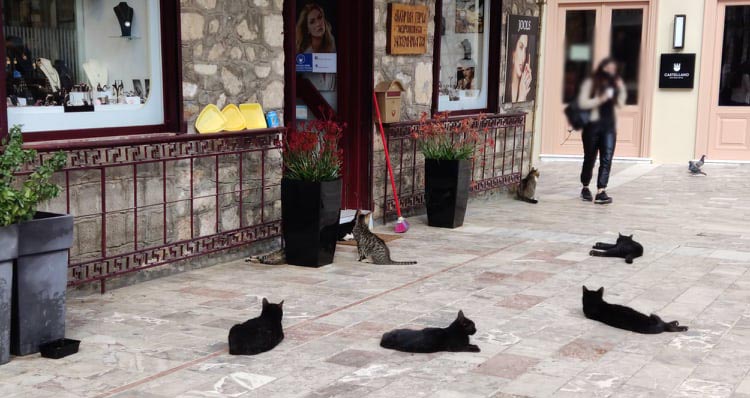 Γάτες τρολάρουν την καραντίνα στο Ναύπλιο
