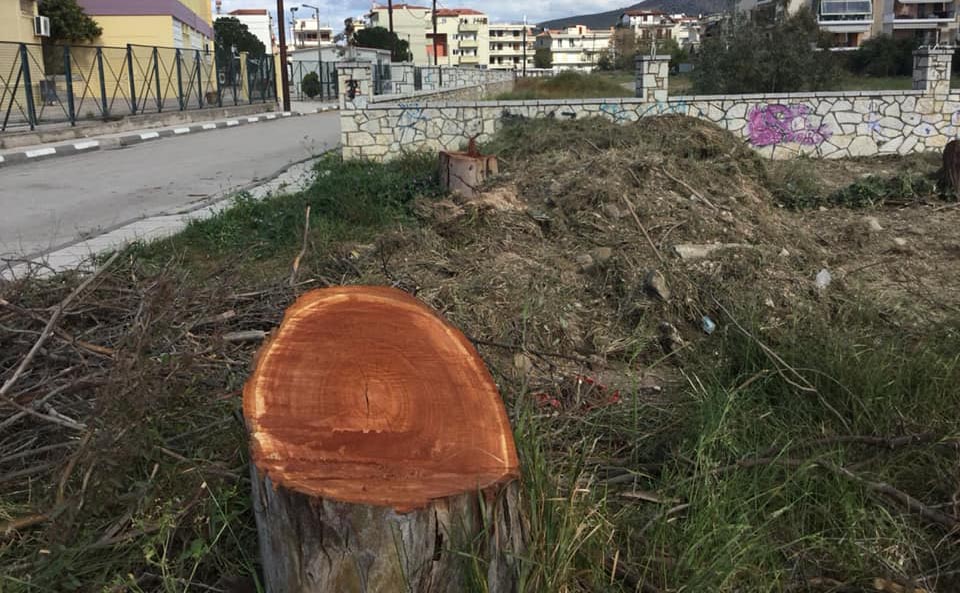 Σφαγή δέντρων στο Ναύπλιο
