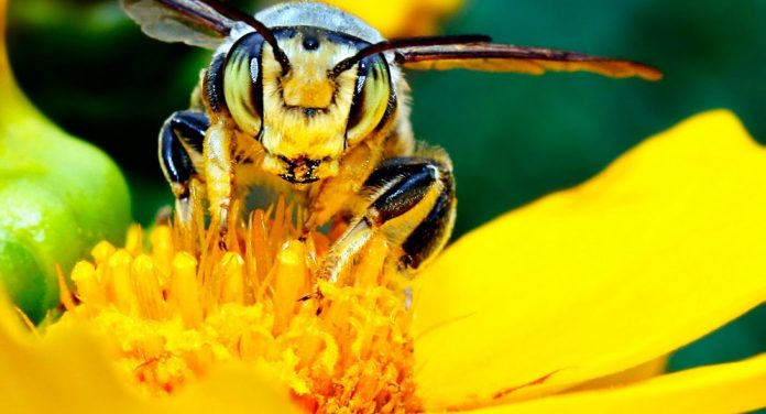 Αργολίδα: Θα σώσουν τους μελισσοκόμους τα μέρλιν;