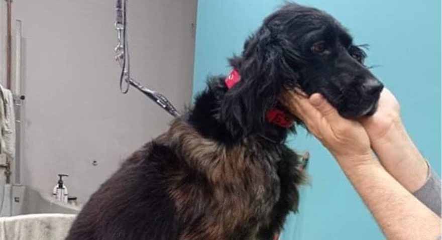 Φρίκη στην Πάτρα: Σκύλος υπέστη απίστευτα βασανιστήρια επί 4 μήνες