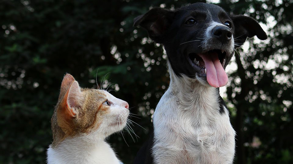 Φρίκη στην Ερμιόνη: Εξοντώνουν γάτες και σκύλους με θανατηφόρο δηλητήριο