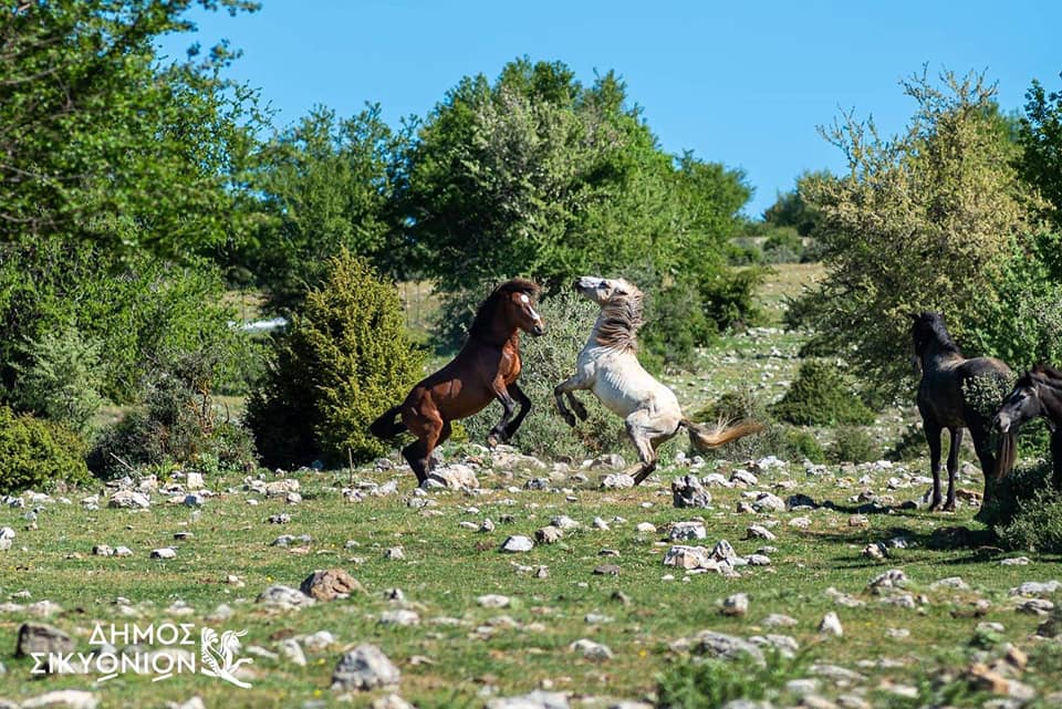 Κορινθία: Τα ημιάγρια άλογα της Ζήρειας και ο μύθος τους (photos)