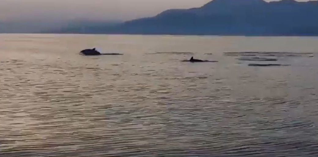 Δελφίνια βολτάρουν στον Κορινθιακό και μαγεύουν