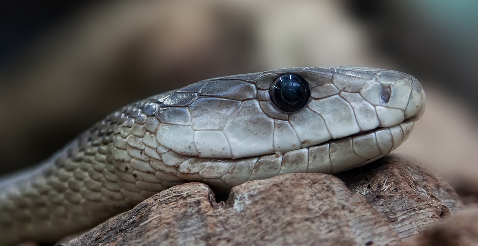 Καλαμάτα: Φίδι …άναψε φωτιές σε ζαχαροπλαστείο