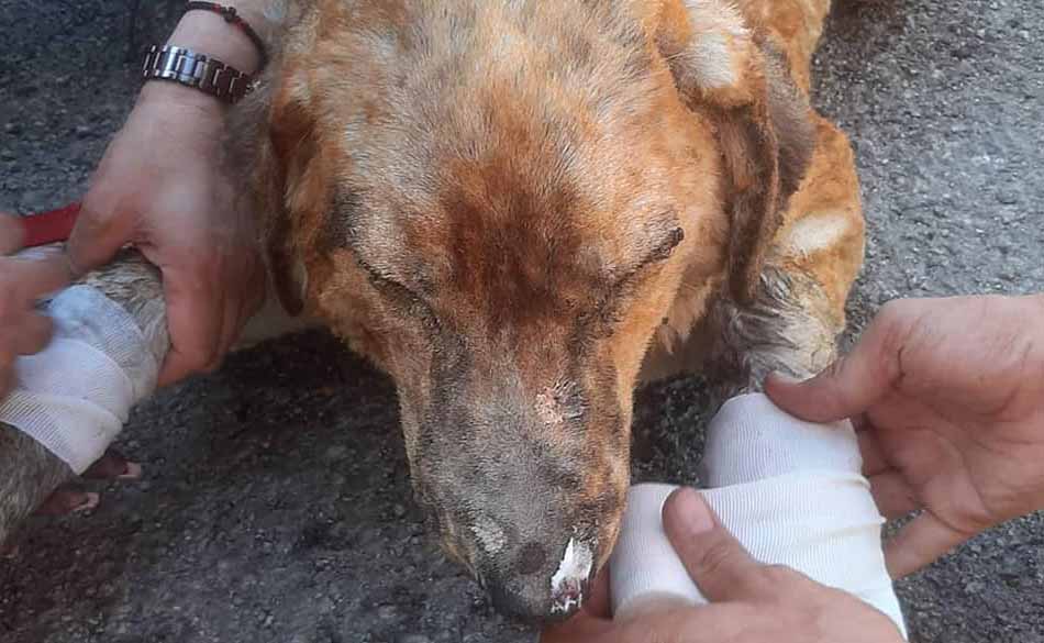 Τι απέγινε η πρώτη πυρόπληκτη σκυλίτσα που βρέθηκε τρομαγμένη στα Γεράνεια Όρη.