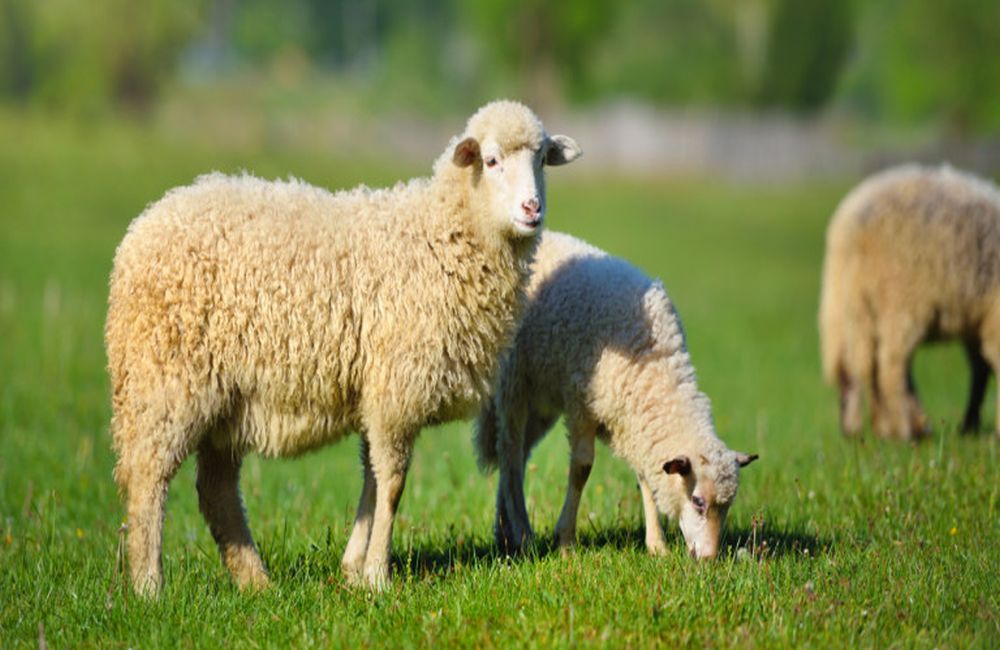 Γκιόλας: Η κτηνοτροφία στην Αργολίδα κινδυνεύει με ολοκληρωτικό αφανισμό