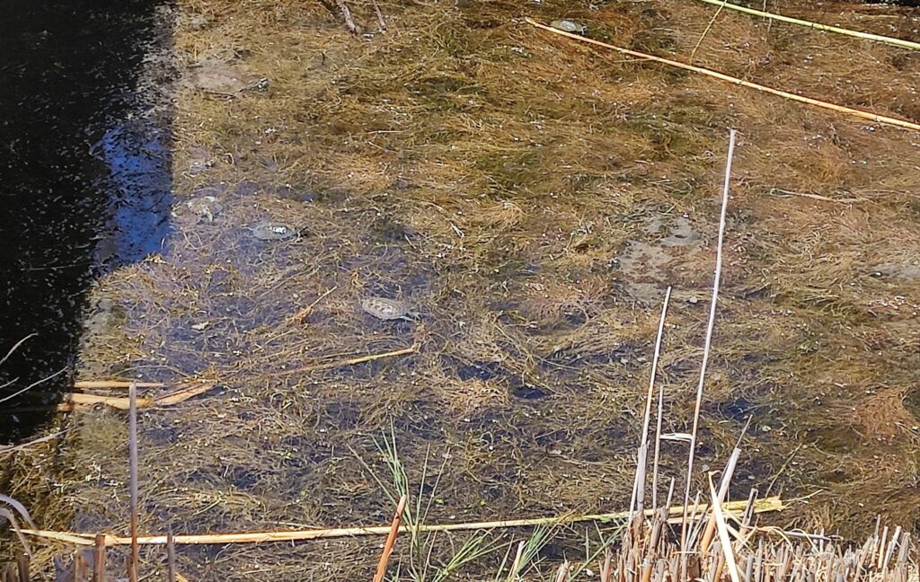 Χελώνες σε ρέμα της Κάντιας του δήμου Ναυπλιέων