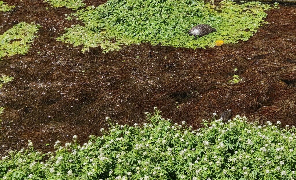 Χελώνες στο ρέμα της Κάντιας Ναυπλίου
