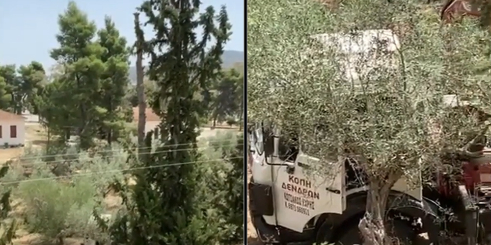 Ναύπλιο: Αντιδράσεις της αντιπολίτευσης για την κοπή δέντρων