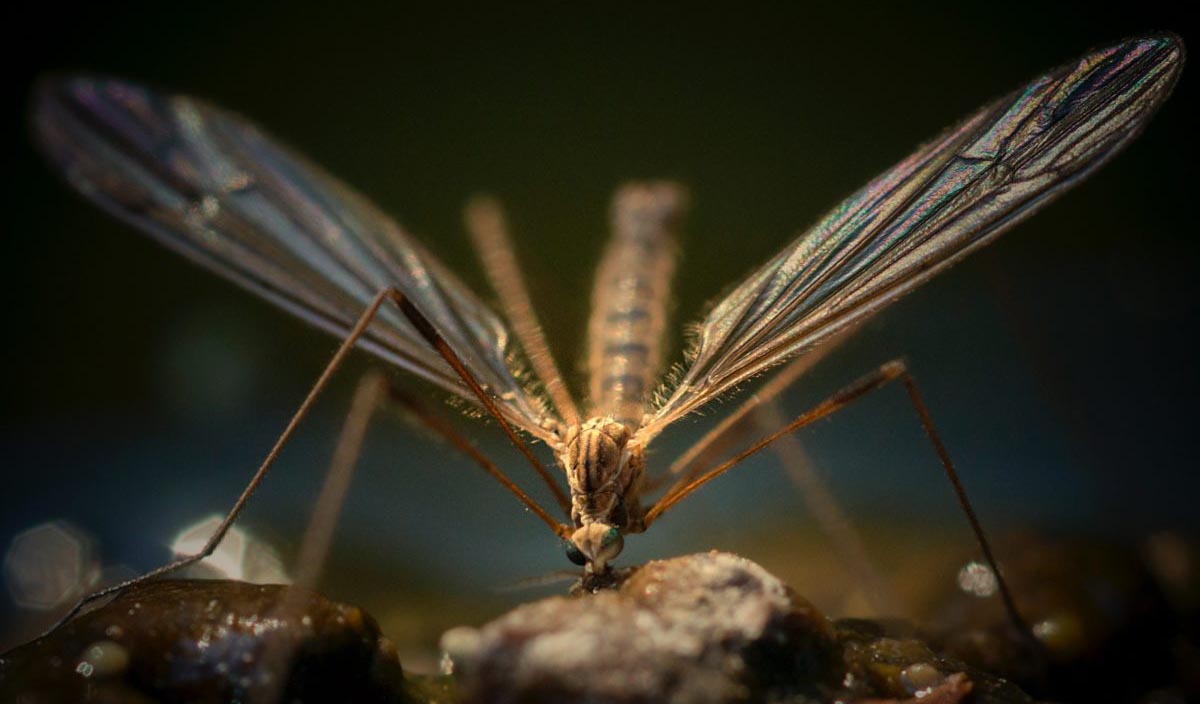 Πελοπόννησος Α.Ε.: Μείον 1.000.000 από την κουνουποκτονία
