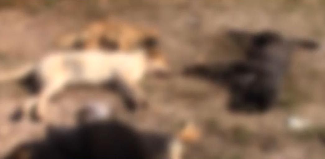 Οργή στην Αργολίδα: Γέμισε με φόλες το Τημένιο – Πογκρόμ εξόντωσης σκυλιών και πουλιών