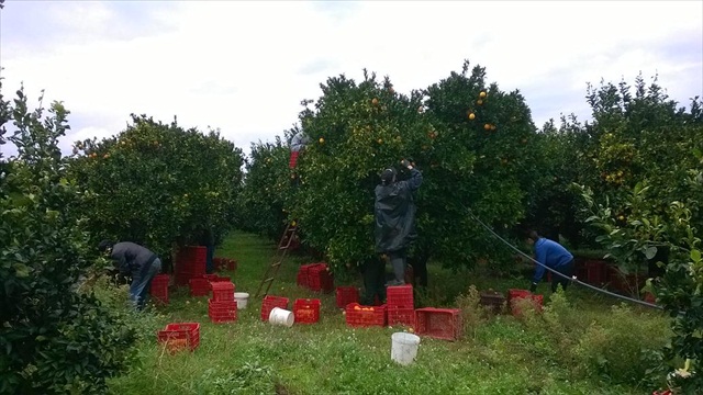 Εργάτες να σου πετύχουν! Πώς έκλεβαν τα πορτοκάλια που μάζευαν στη Λακωνία