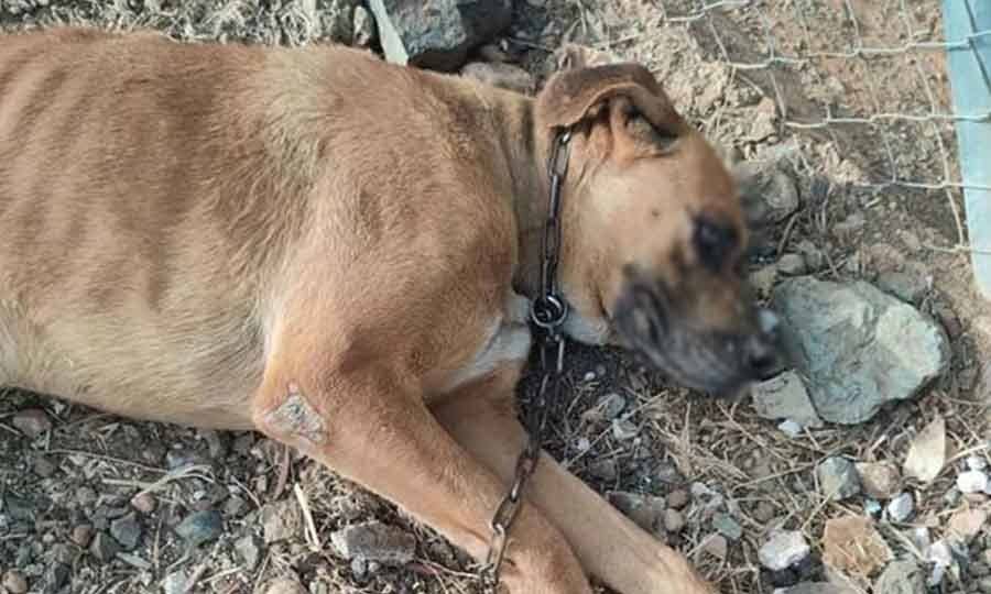 Οργή στη Μονεμβασιά: Nεκρό αλυσοδεμένο σκυλί από θερμοπληξία έξω από το καταφύγιο του Δήμου