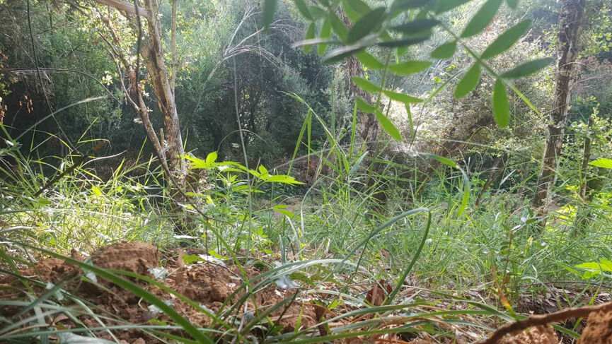 Καβάντζα με 116 χασισόδεντρα στην Αμαλιάδα