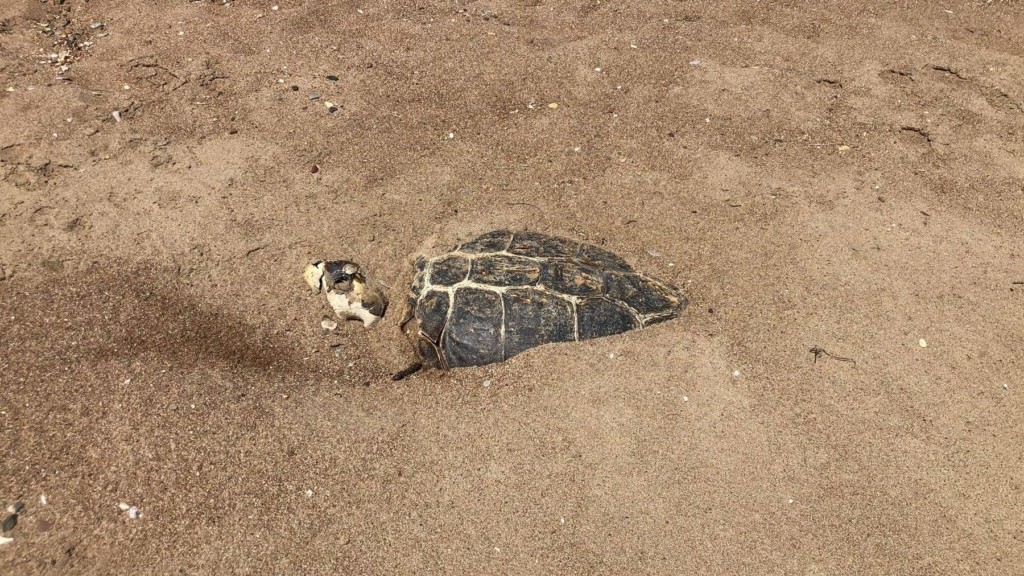 Εξολοθρεύουν με τζιπ τις χελώνες σε παραλία της Πελοποννήσου
