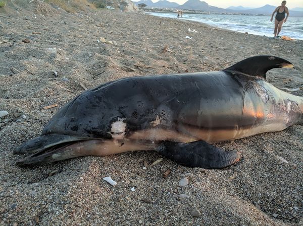 Φρίκη στον Κορινθιακό: Τρία δελφίνια νεκρά σε μία μέρα