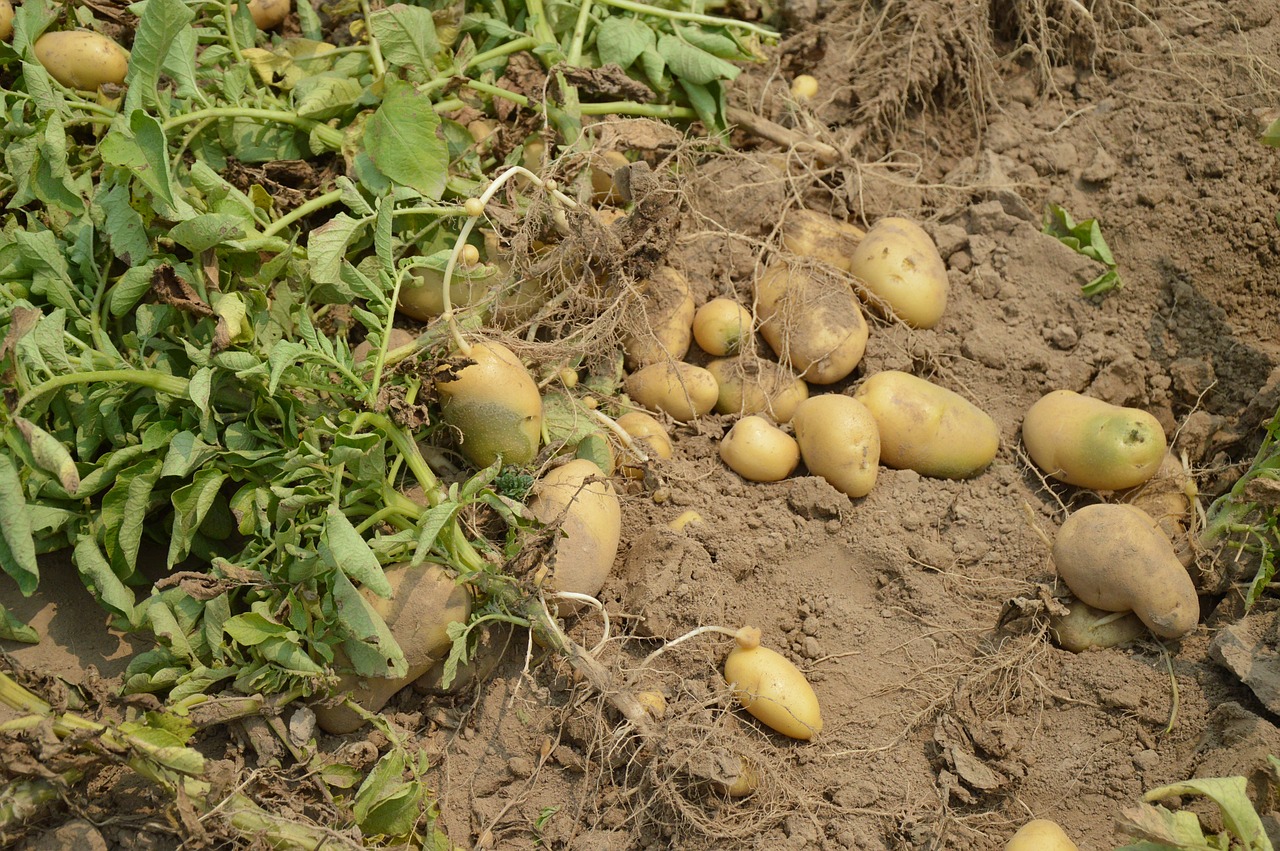Δυτική Αχαΐα: Απελπισία για τους παραγωγούς πατάτας