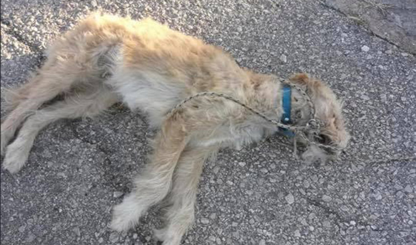 Σοκ στο Ναύπλιο: Έσυραν σκυλί με αυτοκίνητο  μέχρι που πέθανε