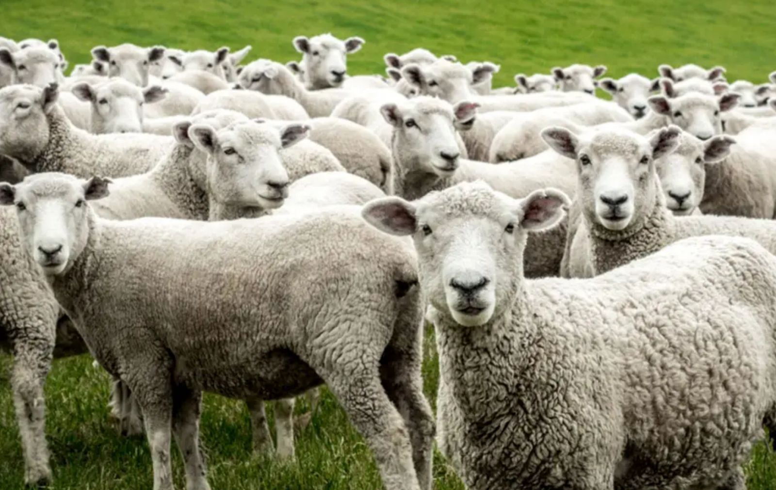 Ηλεία: Ψήνονται στον πυρετό τα πρόβατα
