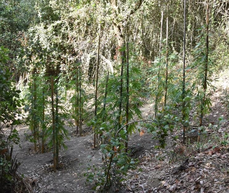 Μεσσηνία: Με τα drone ξετρύπωσαν φυτεία μέσα στο δάσος
