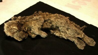 «Η κοιμώμενη Σπάρτη» - Βρέθηκε άριστα διατηρημένο λιοντάρι «ηλικίας 28.000 χρόνων» στη Σιβηρία