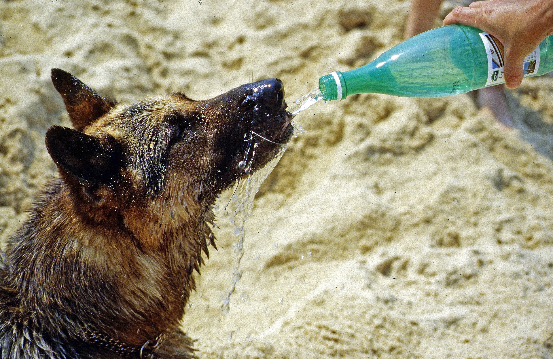 Σοκ στην Πάτρα: Άφησε το σκύλο της να πεθάνει από τον καύσωνα