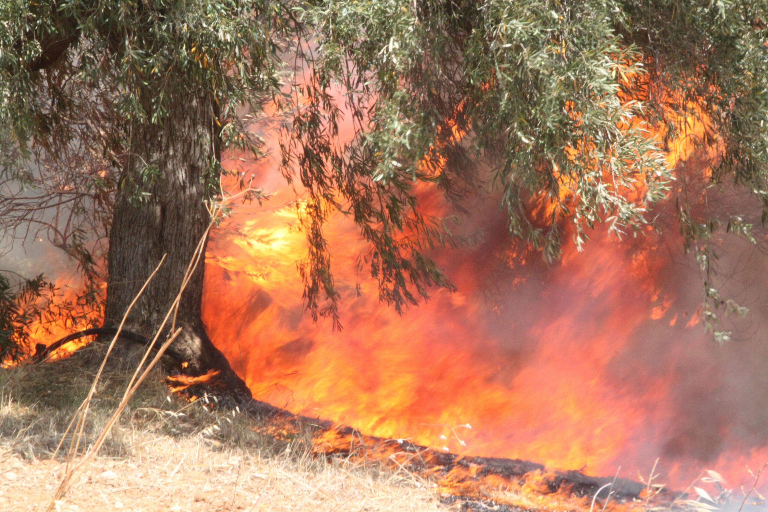 Φωτιά αποτεφρώνει δέντρα στην Κορινθία
