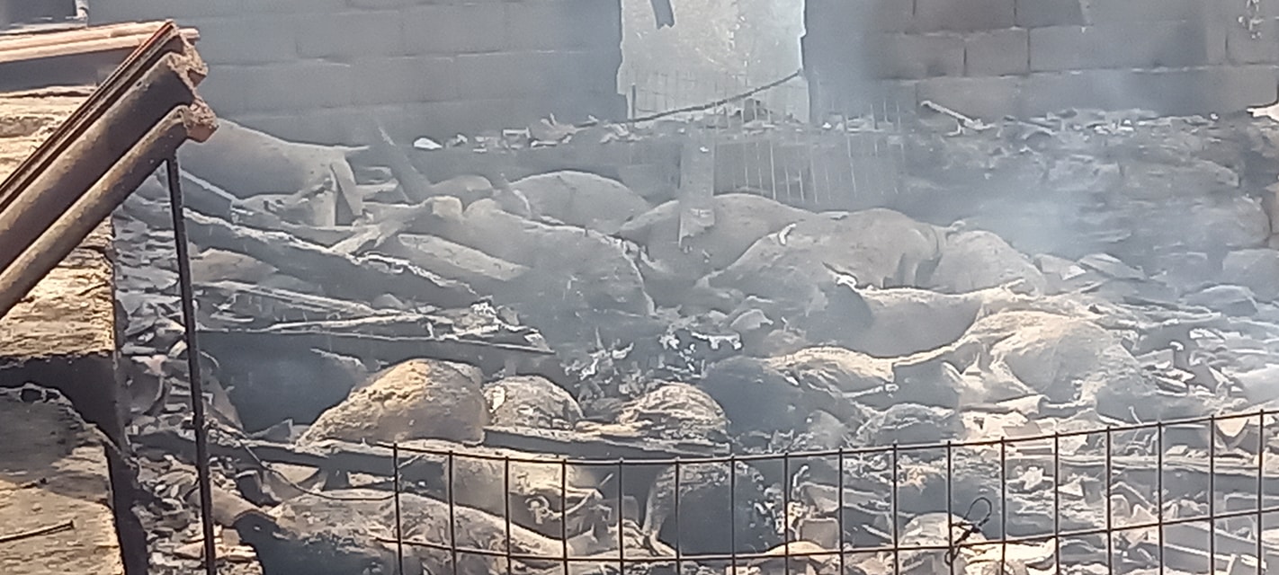 Φωτιά στη Γορτυνία: Εικόνες σοκ με δεκάδες νεκρά πρόβατα στο Πυρρή