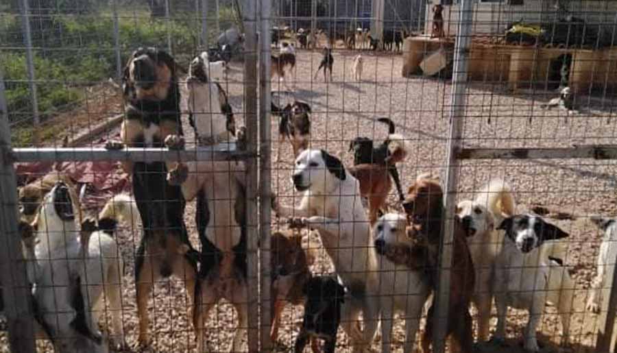 Ναύπλιο: Μπήκαν με εισαγγελική εντολή σε σπίτι φιλόζωου που φιλοξενεί 100 σκυλιά