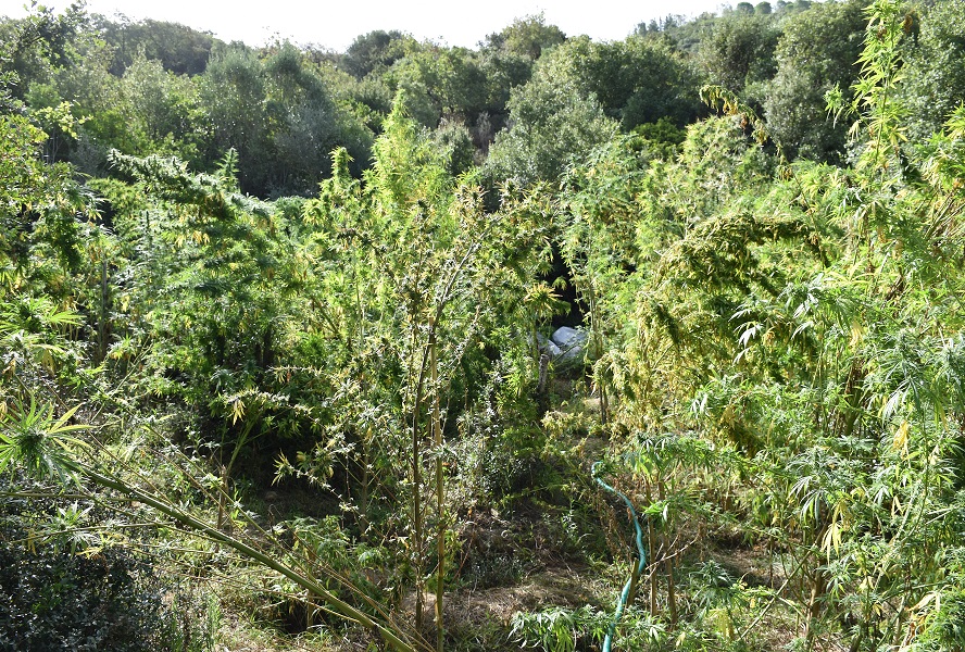 Μεσσηνία: Εντοπίστηκε οργανωμένη φυτεία με 120 χασισοδέντρα – Άφαντοι οι καλλιεργητές