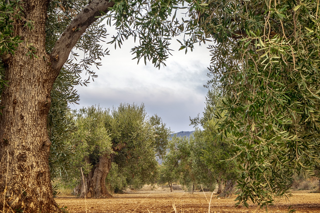 Μεσσηνία: Υπαίθριο πάρκο αιωνόβιων ελαιόδεντρων