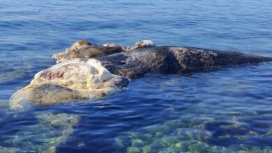 Νεκρή φάλαινα ξεβράστηκε στο Μάραθο Μεσσηνίας