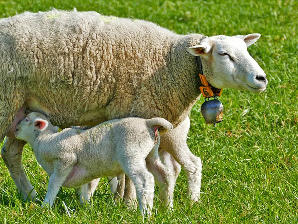 Μετρούν πρόβατα και γουρούνια στην Περιφέρεια Πελοποννήσου