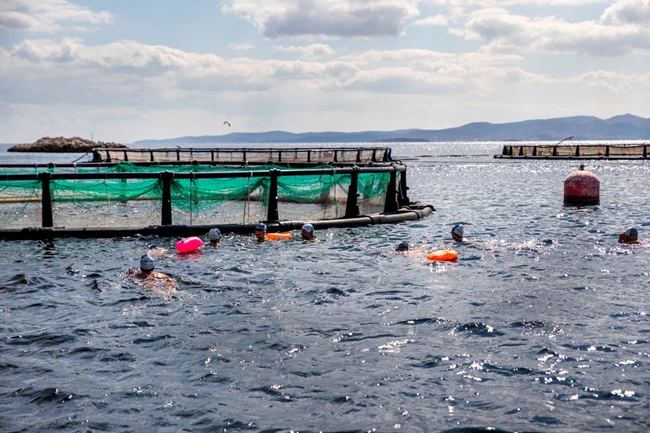 Μια ομάδα κολυμβητών κολυμπάει δίπλα στους κλωβούς όπου μεγαλώνουν τα ψάρια ελληνικής ιχθυοκαλλιέργειας