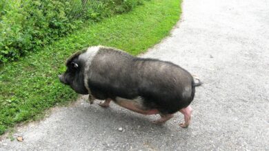 Γουρούνι στο δρόμο