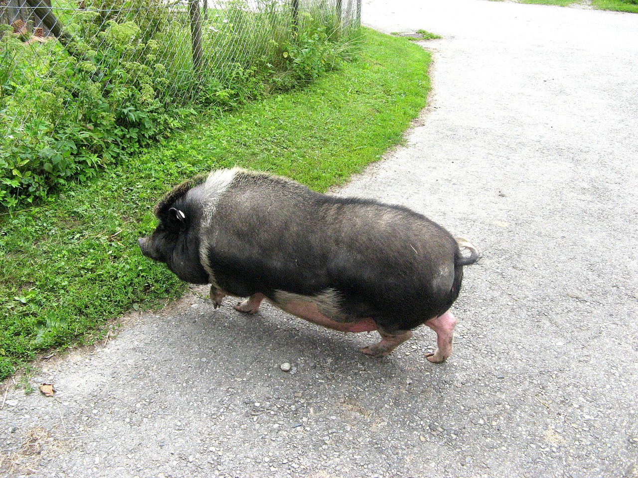 Γουρούνι στο δρόμο