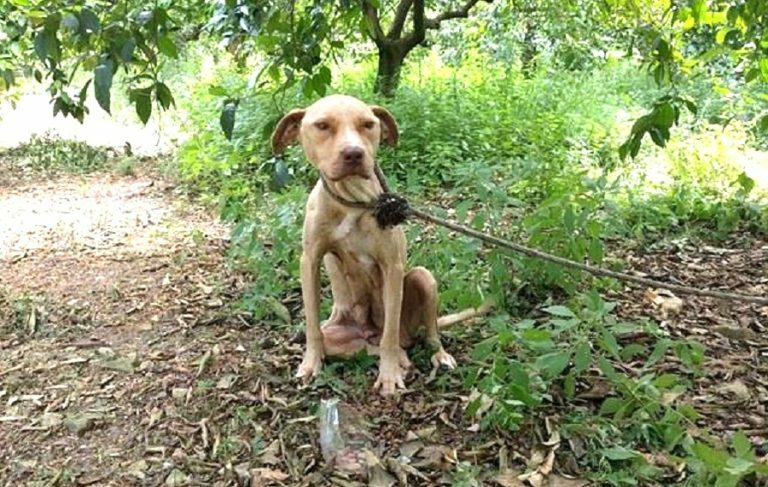 Ναύπλιο: Απίστευτη αγριότητα σε έγκυο σκυλίτσα – Την έδεσε και την άφησε να πεθάνει