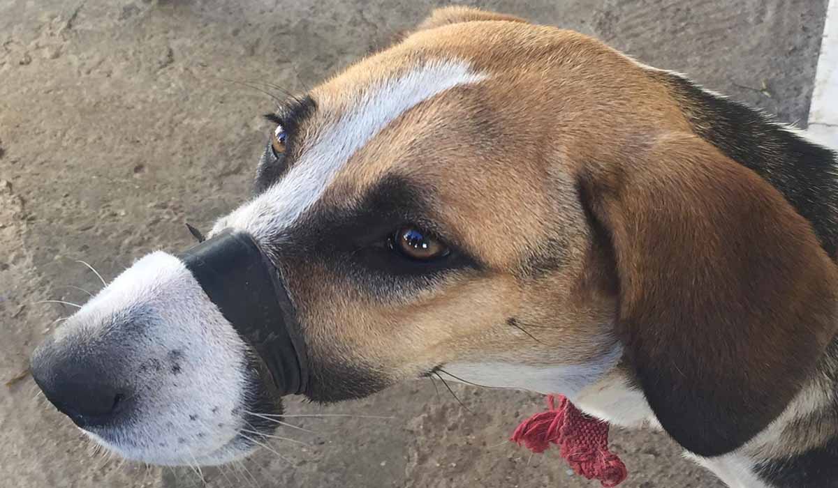 Περίεργη υπόθεση: Πώς ο κακοποιημένος σκύλος από την Πάτρα βρέθηκε στο Ναύπλιο