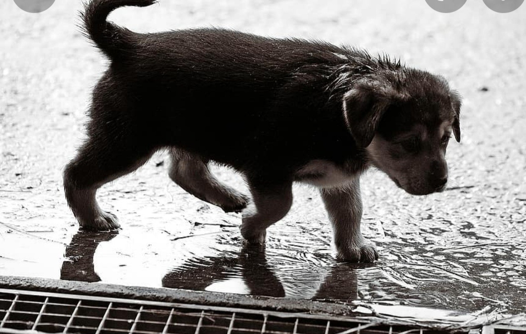Σκύλος βροχή